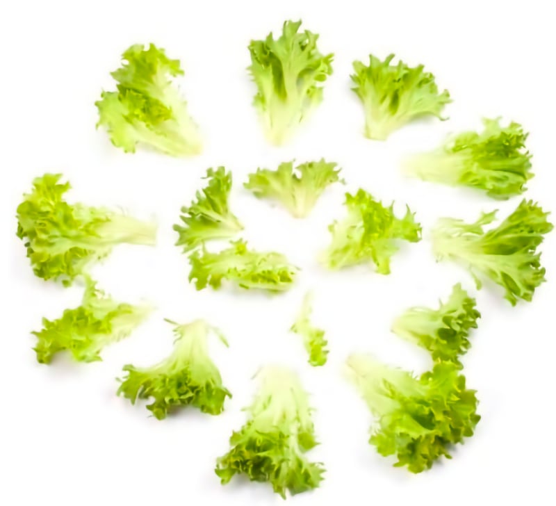 FRESHLY Rijk Zwaan crunchy lettuce