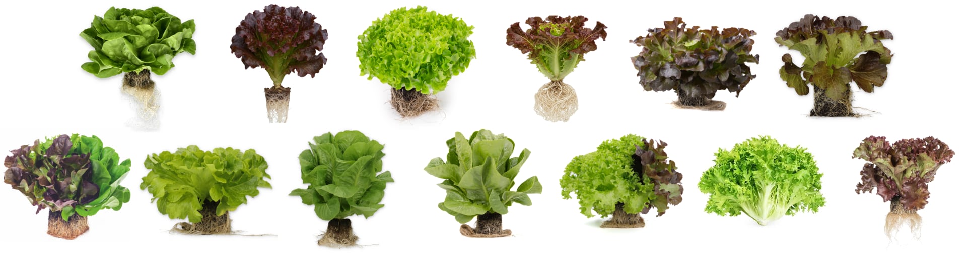 FRESHLY lettuce Varieties Romaine, Butterhead, Red/Green Leaf, Little Gem, Oakleaf (Red/Green), Lollo Rosso, Batavia,  Arugula Rocket